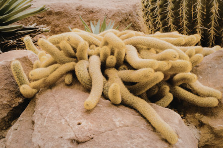 A cluster of yellow cactus spines resting on a large rock in a desert environment.