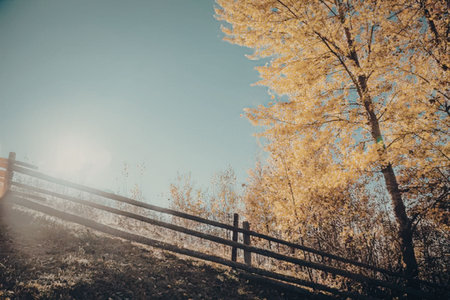 a wooden fence with a tree in autumn color
