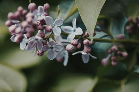 This image showcases a close-up view of lilac flowers and leaves. The lilac flowers are predominantly purple with some pink buds, set against a backdrop of green leaves. The image captures the delicate details of the flowers and foliage.の写真素材