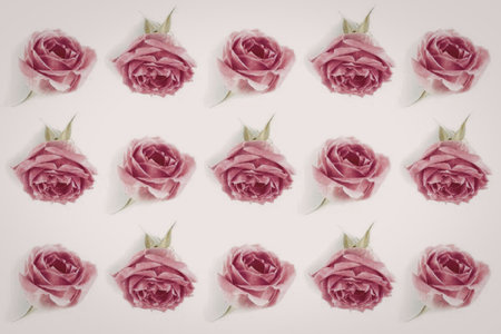 A collection of pink roses arranged in rows on a white background