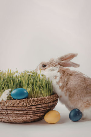 A brown and white Easter bunny sniffing a basket of grass with colorful eggs