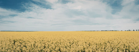 A vast field of bright yellow canola flowers stretches towards the horizon, set against a backdrop...