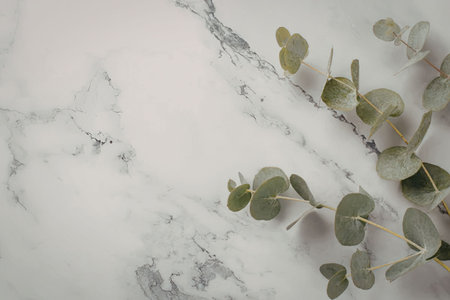 Fresh eucalyptus leaves lie diagonally across a bright white marble stone surface providing elegant...