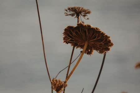 Close-up of dried plants with seed heads in front of a cloudy sky background
