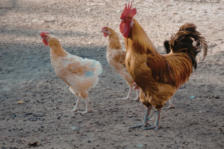 A natural scene of chickens walking on dirt ground in a farm or rural area.