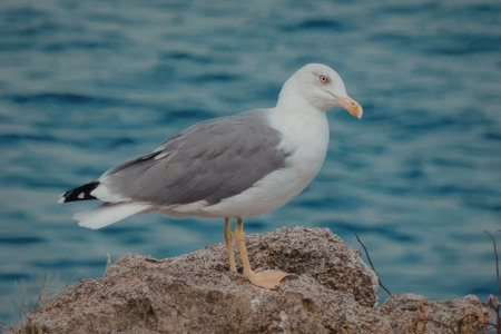 A seagull bird perched on a rock by the water, showing nature and wildlife.
