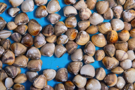A detailed view of shells scattered on a bright blue surface