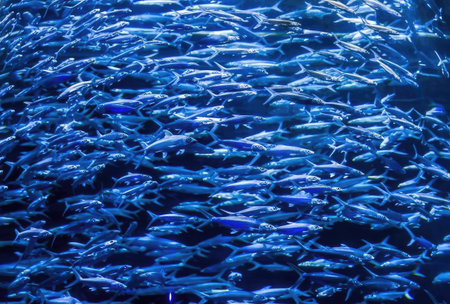 A large group of tiny silver fish swimming together in clear, deep blue ocean water.