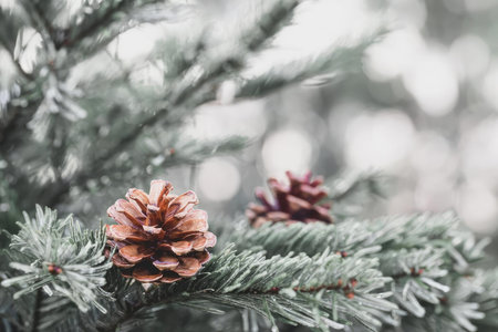 Close-up of a pink pine cone on a pine tree branch during winter season.