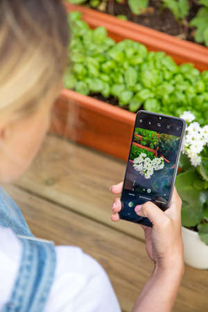 Woman photographing flowers with phone. Cropped image of female taking pictures. Modern technology, nature conceptの写真素材