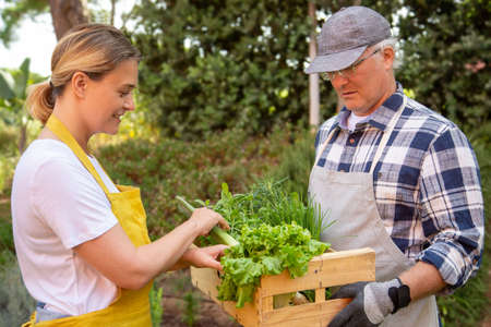 Proud man and woman holding salad and vegetable harvest. Gardeners in aprons holding crate with food. Gardening, hobby conceptの写真素材