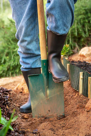 Close-up of shovel in dirt. Shovel in ground, soil. Person in rubber boots digging. Gardening, tool conceptの写真素材