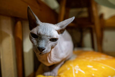 Purebred sphynx is sitting in room and looking at camera in closeup. Bold domestic cat is resting at home. Footage of nude feline creature with little black nose and grey skin. Theme of pedigree pets.の写真素材