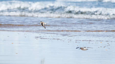 Seascape with two birds flying circles over the beach, Algarve, Portugalの写真素材
