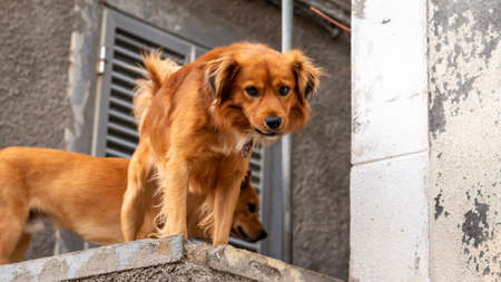 two brown purebred dogs on a rooftop, Madeira, Portugalの写真素材