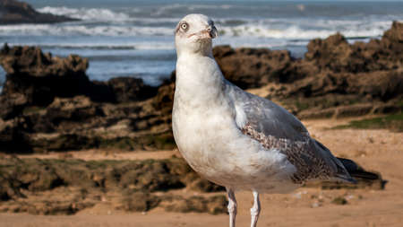 seagull in front of rocky coastline eying sceptically at camera, Essaouira, Moroccoの写真素材