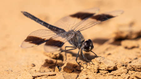 Detailled close-up of african dragonfly, Sahel zone, Mauritaniaの写真素材