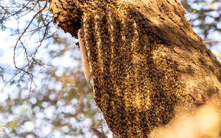 Tree bark with wild beehive, Mauritaniaの写真素材