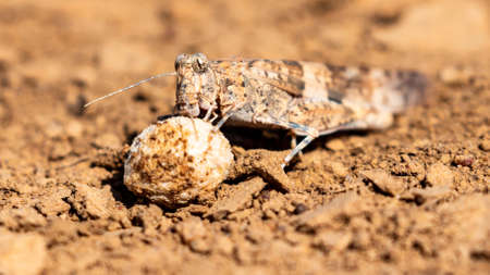 Close-up of african cricket grashopper, Sahel zone, Mauritaniaの写真素材