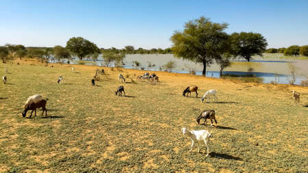 Savannah landscape with water hole and grazing goats, Mauritaniaの写真素材