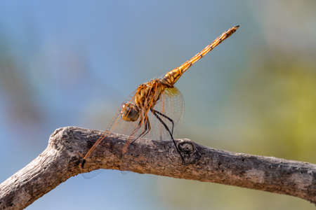 front view of yellow-red dragonfly resting on a barren tree branch looking at camera, Kruger Park, South Africaの写真素材