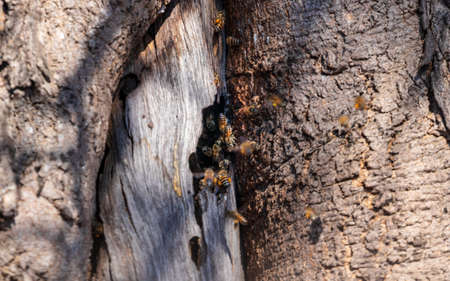 Wild honey bees swarming around beehive in a hollow tree trunk, Kruger Park, South Africaの写真素材