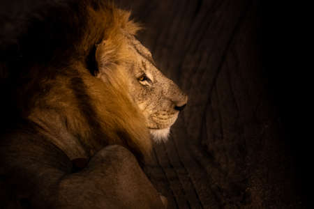 Close-up side view of big male lion lying down in the Dark, Kruger National Park, South Africaの写真素材