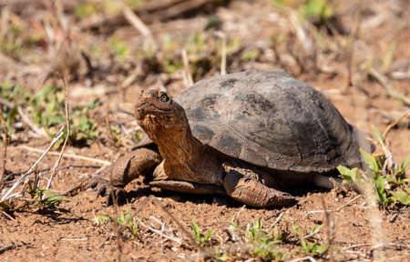 Savannah landscape with land turtle tortoise raising her head, Kruger Park, South Africaの写真素材