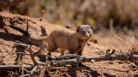manguste rodent against savannah background, Kruger Park, South Africaの写真素材