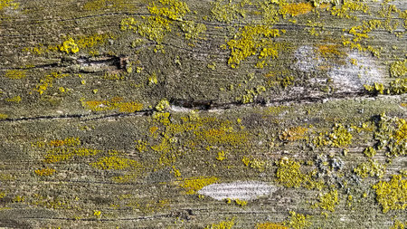 Pattern of weathered wooden paneling, Swedenの写真素材