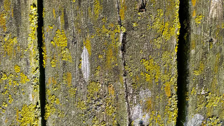 Pattern of weathered wooden paneling, Swedenの写真素材