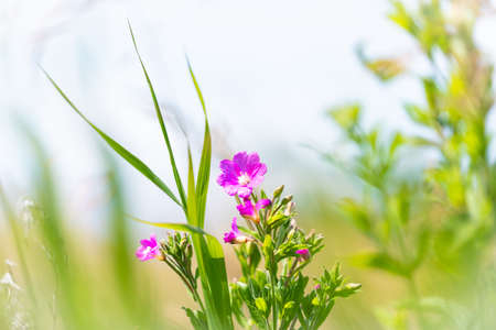 purple wildflower surrounded by green grass, Swedenの写真素材