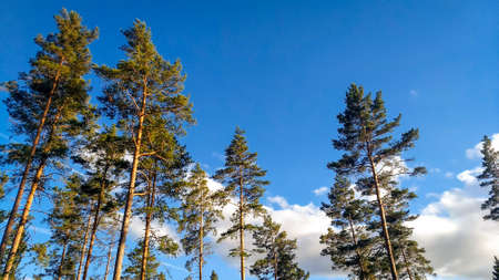 Fir trees against blue sky from below, Swedenの写真素材