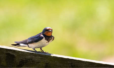 woodpecker songbird perching on a fence, Swedenの写真素材