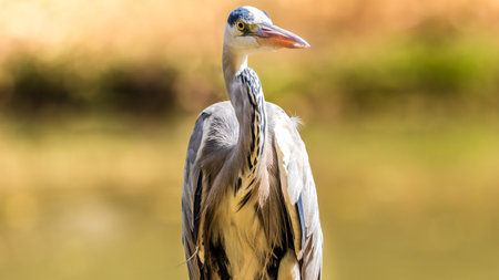 Senegal Safari Series: Grey heron water bird looking at cameraの写真素材