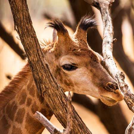 Senegal Safari Series: Young Giraffe Hiding between Treesの写真素材
