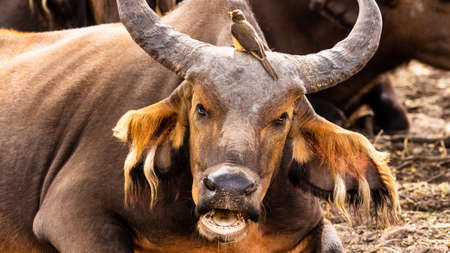 Senegal Safari Series: Water buffalo looking at cameraの写真素材
