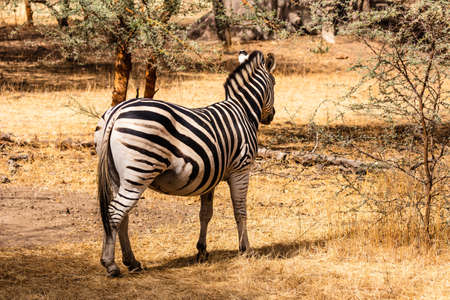 Senegal Safari Series: Zebra from behindの写真素材