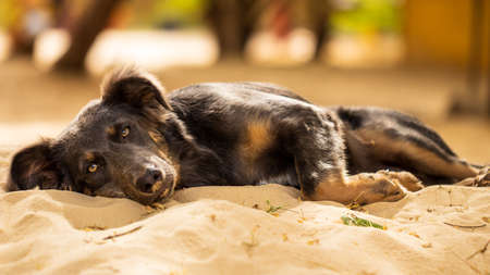 Dog lying down on the beach focus on eyes Senegalの写真素材