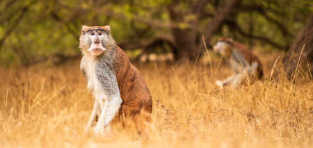 Two big apes watching photographer in bushland Senegal safari La Langue de Barbarieの写真素材