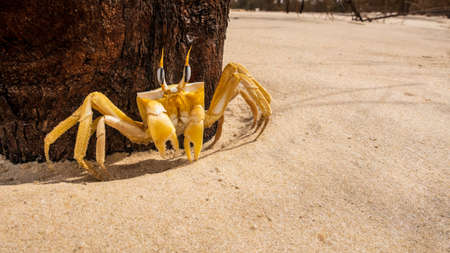 Crab crayfish having fun on the beach Senegal Safari La Langue de Barbarieの写真素材
