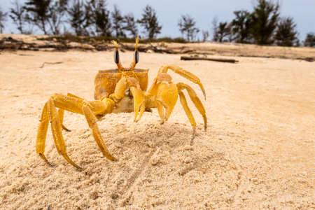 Crab crayfish having fun on the beach Senegal Safari La Langue de Barbarieの写真素材
