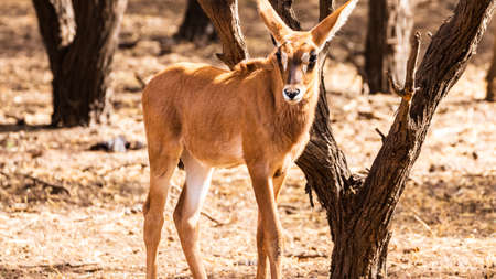 Senegal Safari Series: Young impala looking at cameraの写真素材