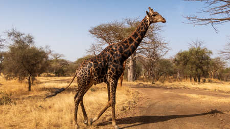 Senegal Safari Series: Giraffe on the Moveの写真素材
