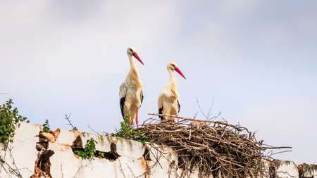 Two migratory bird storks nesting on a wheathered white stone wall on a sunny day, Portugal