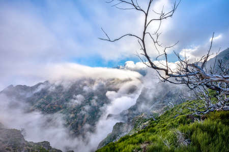 Mountain range with white foggy clouds crawling over lush green pasture and barren tree in...