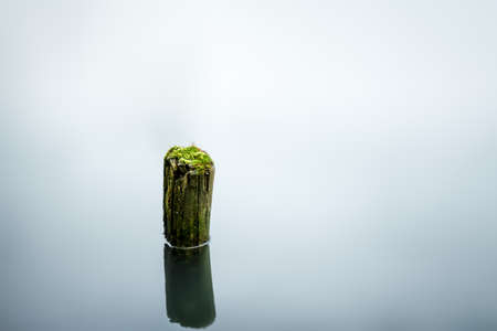 Moss on a single tree stump in calm shiny water surface of a pondの写真素材