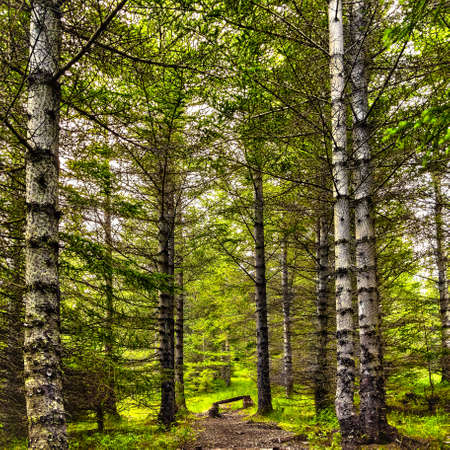 Wooden bench under tall trees in birch forest clearing on a bright day