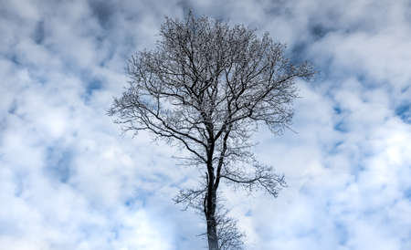 low angel view of bare tree in winter against blue sky
