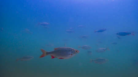Underwater photography of a school or shoal of fish in a sweetwater lake